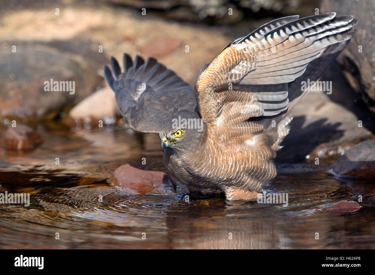 Brown Goshawk prendre un bain. (Accipiter fasciatus). Watarrka National Park, le Centre de l'Australie. Banque D'Images