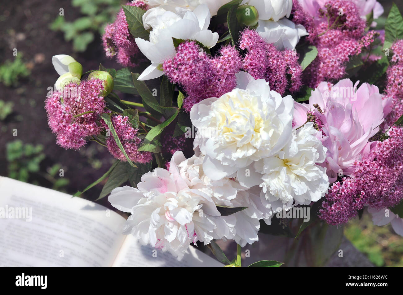 Pivoine blanche et rose avec la direction générale de la spirée un livre ouvert Banque D'Images