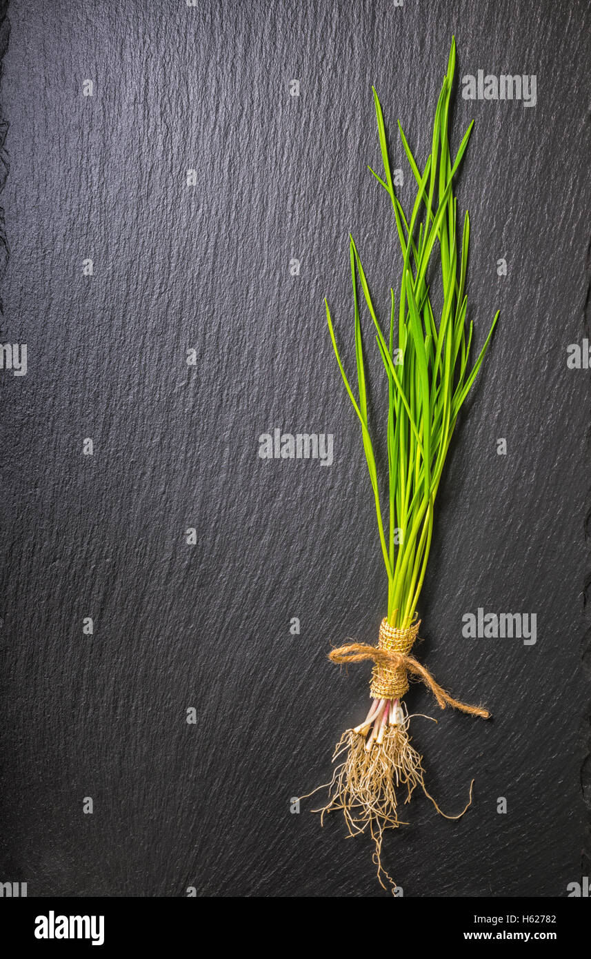 Beau bouquet de tiges d'ail vert printemps et les racines de la ficelle attachée sur ardoise background, Close up Banque D'Images