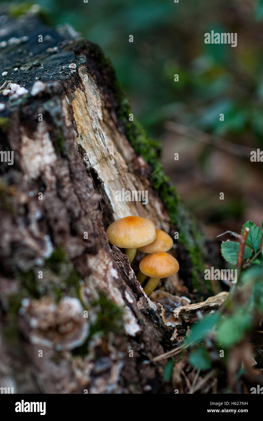 La culture des champignons frais sur le sol forestier Banque D'Images