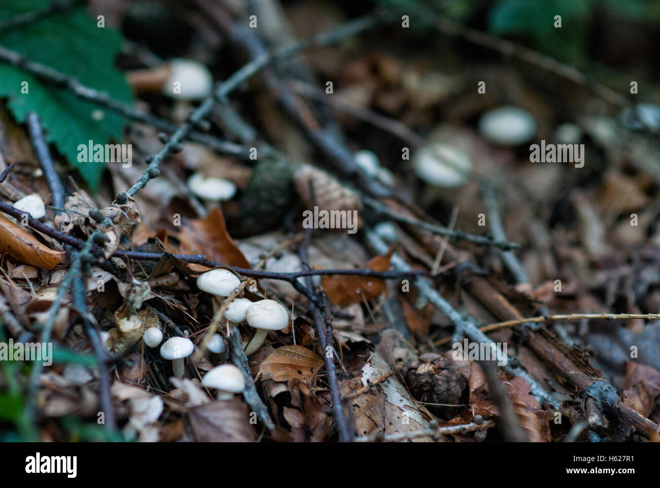 La culture des champignons frais sur le sol forestier Banque D'Images