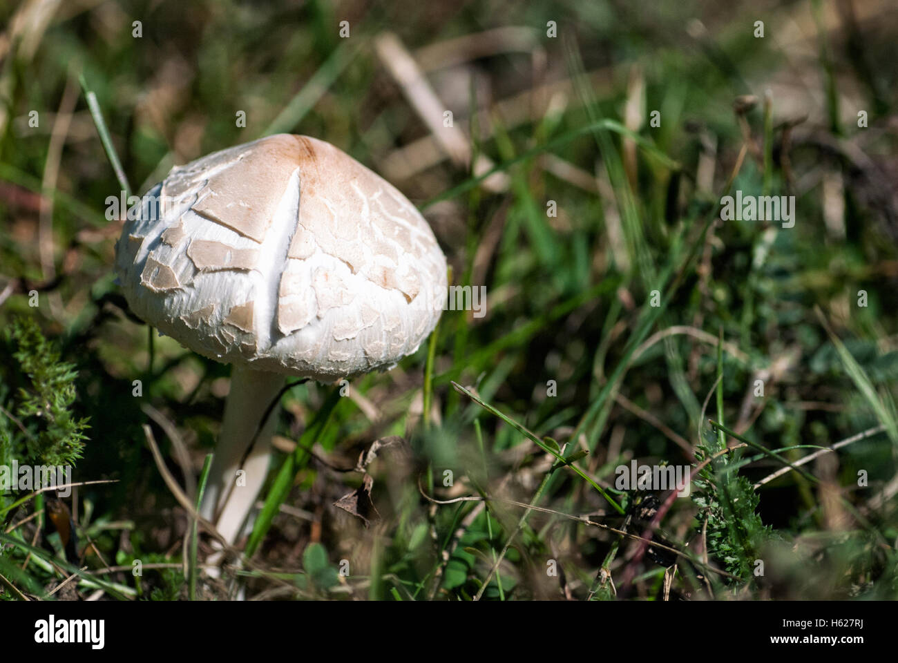 La culture des champignons frais dans l'herbe Banque D'Images