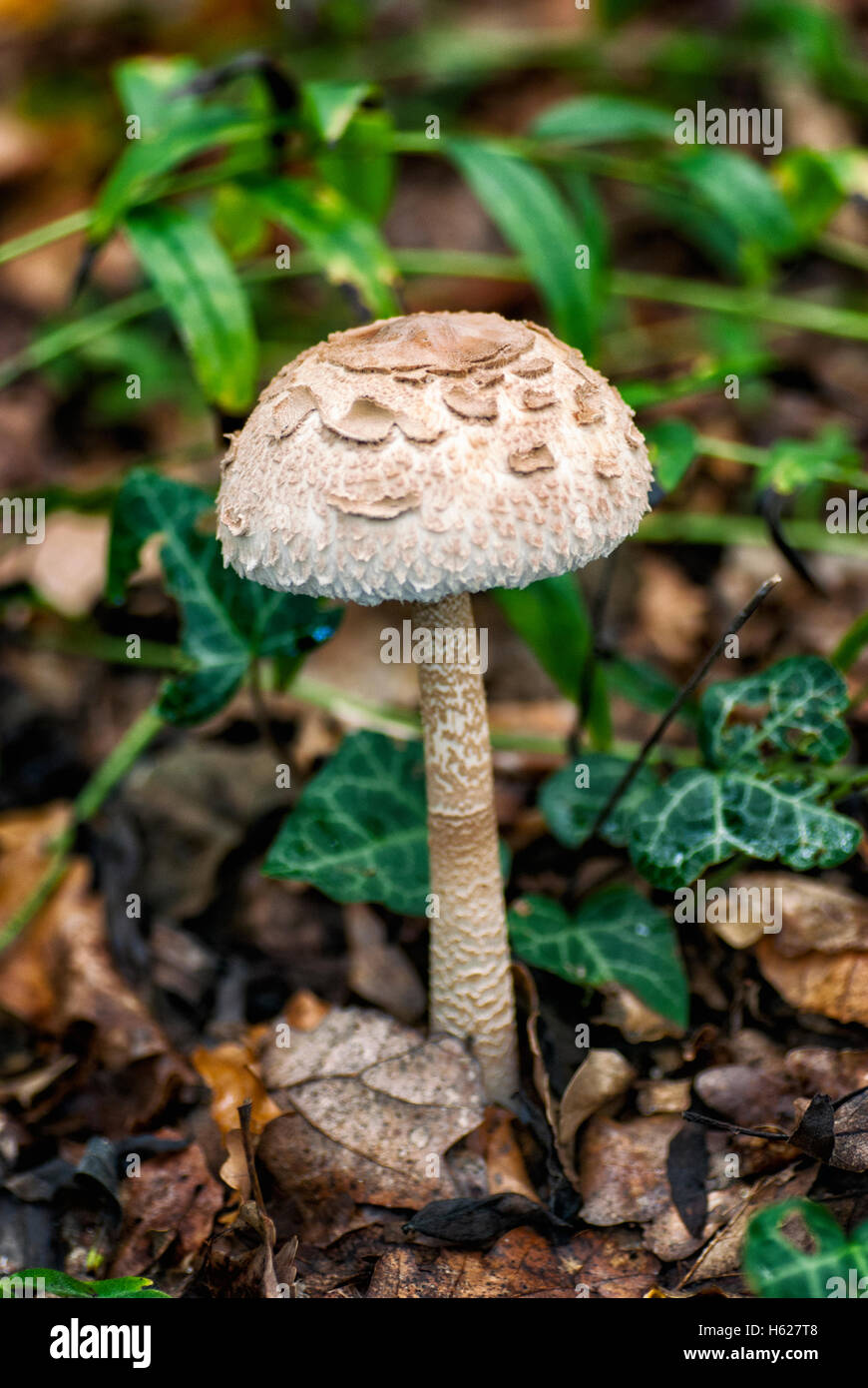 Coulemelle (Macrolepiota procera) à l'automne. Banque D'Images