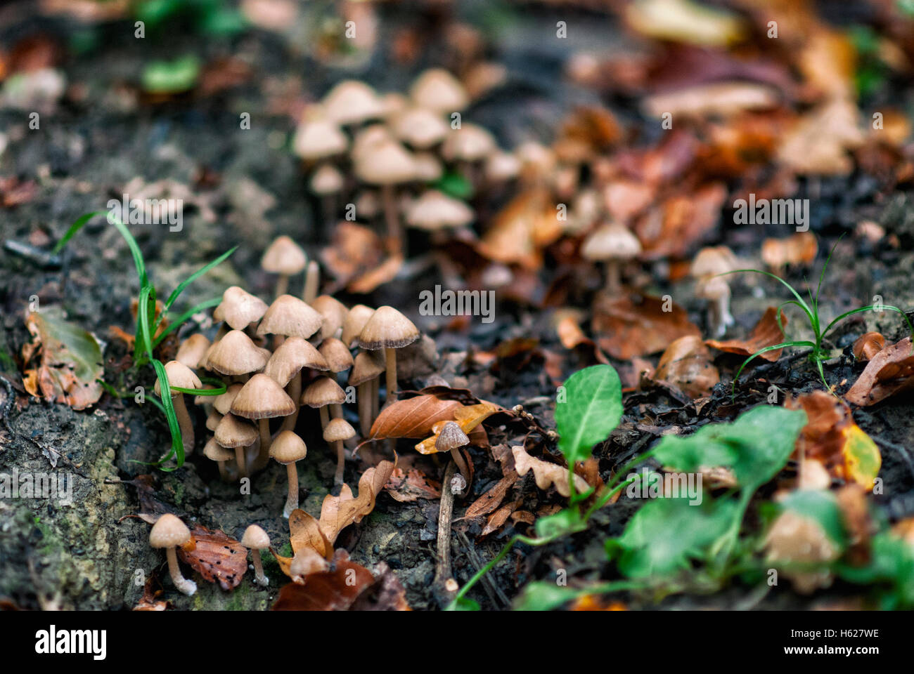 La culture des champignons frais sur le sol forestier Banque D'Images