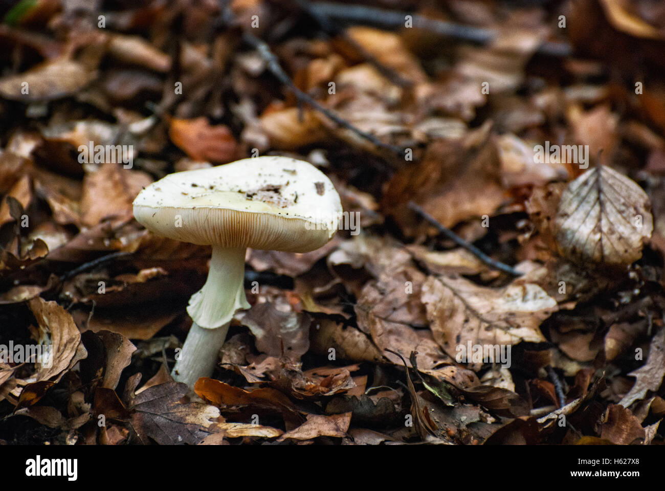 Coulemelle (Macrolepiota procera) à l'automne. Banque D'Images