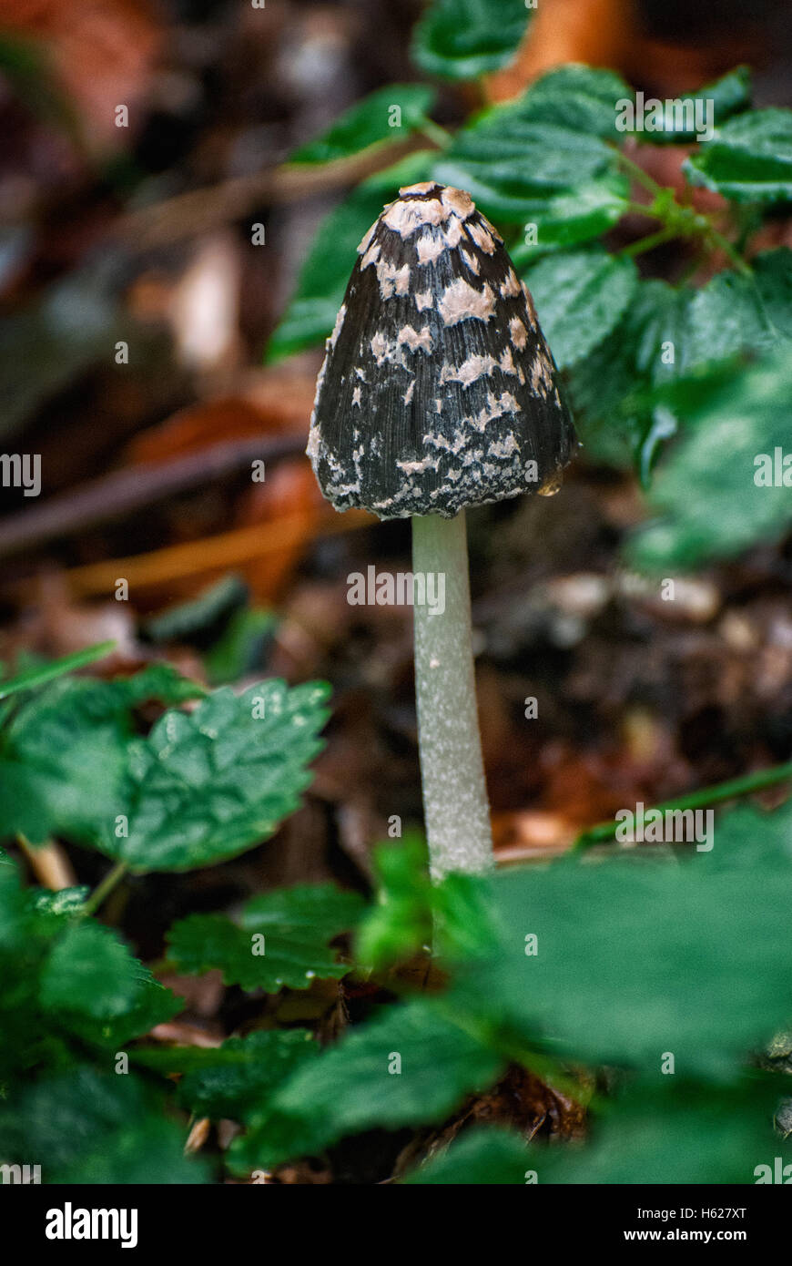 Des champignons vénéneux en forêt Banque D'Images