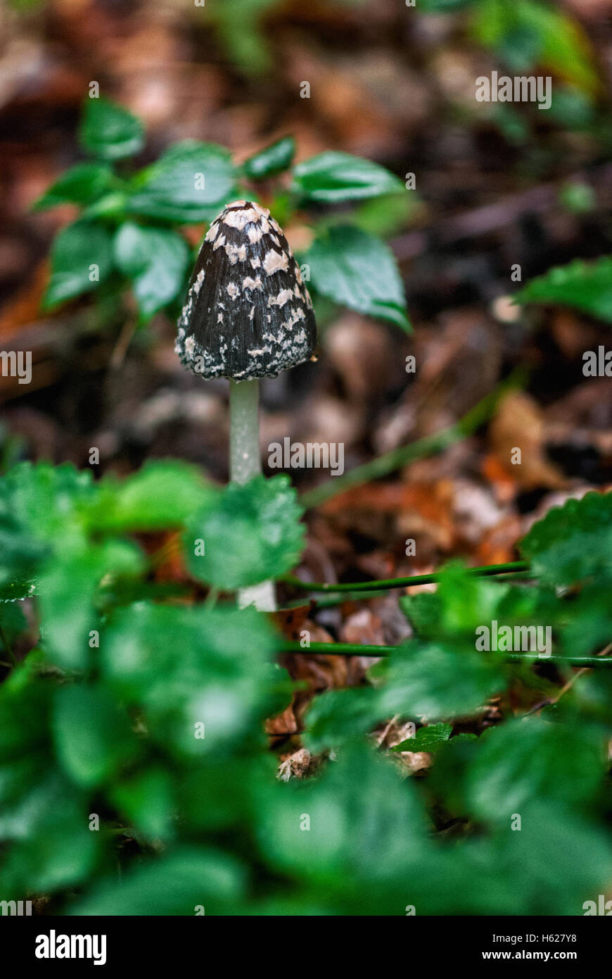 Des champignons vénéneux en forêt Banque D'Images