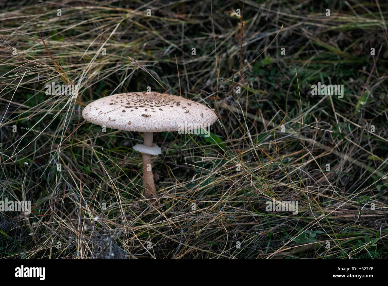 Coulemelle (Macrolepiota procera) à l'automne. Banque D'Images