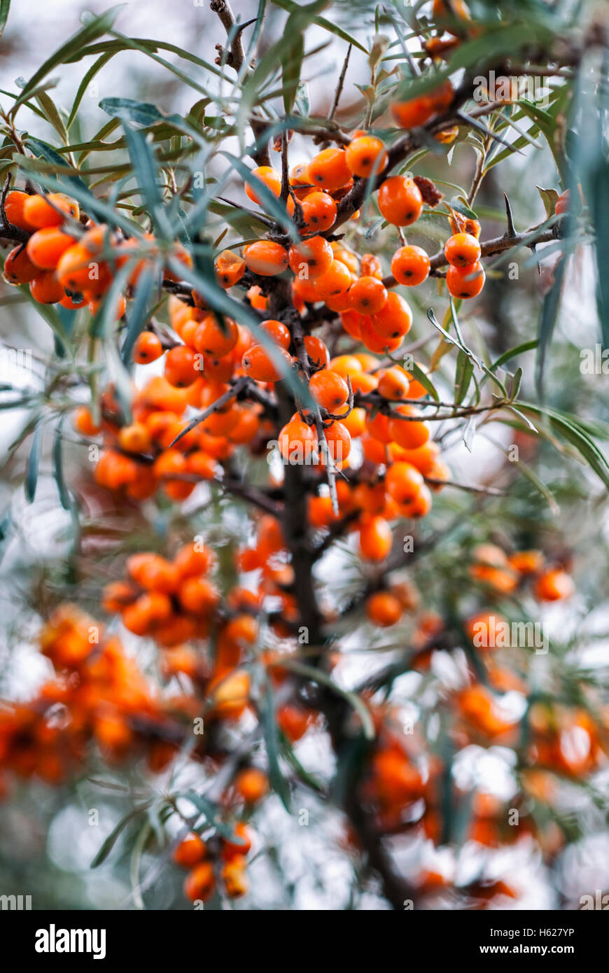 Branche avec baies de l'argousier (Hippophae rhamnoides). Banque D'Images