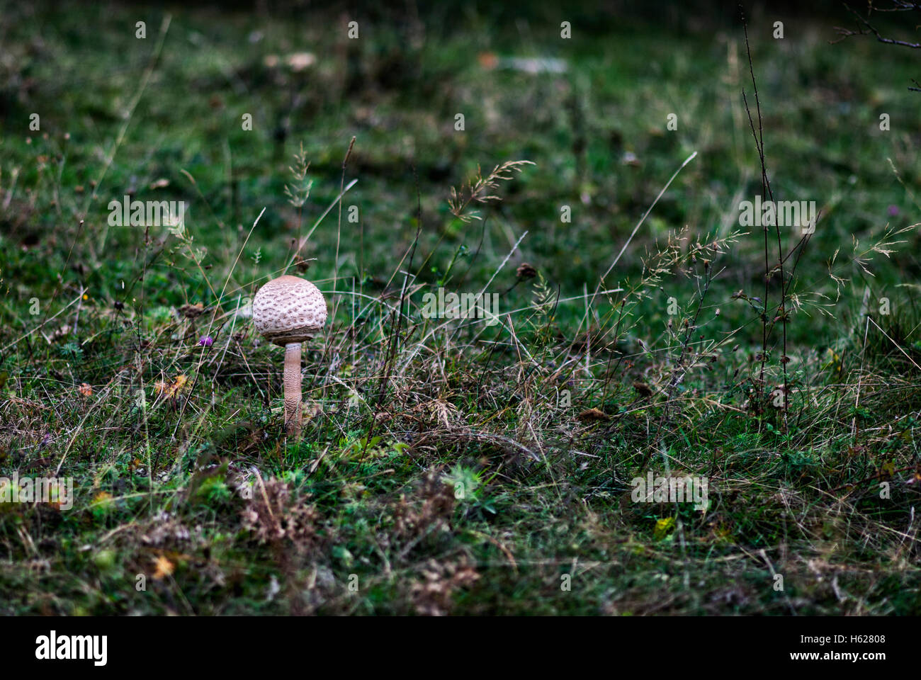 La culture des champignons frais dans l'herbe Banque D'Images