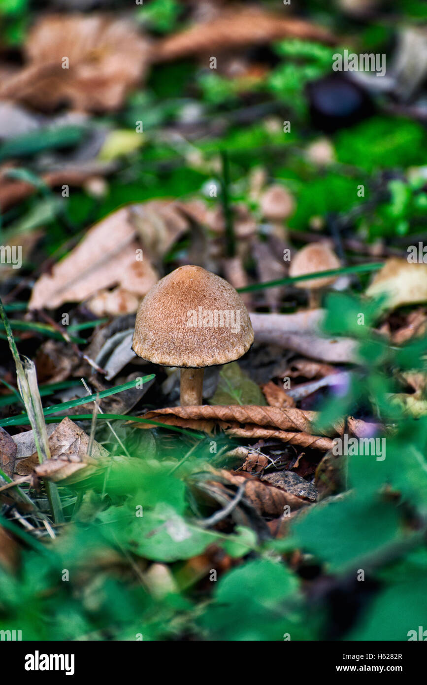 La culture des champignons frais dans l'herbe Banque D'Images