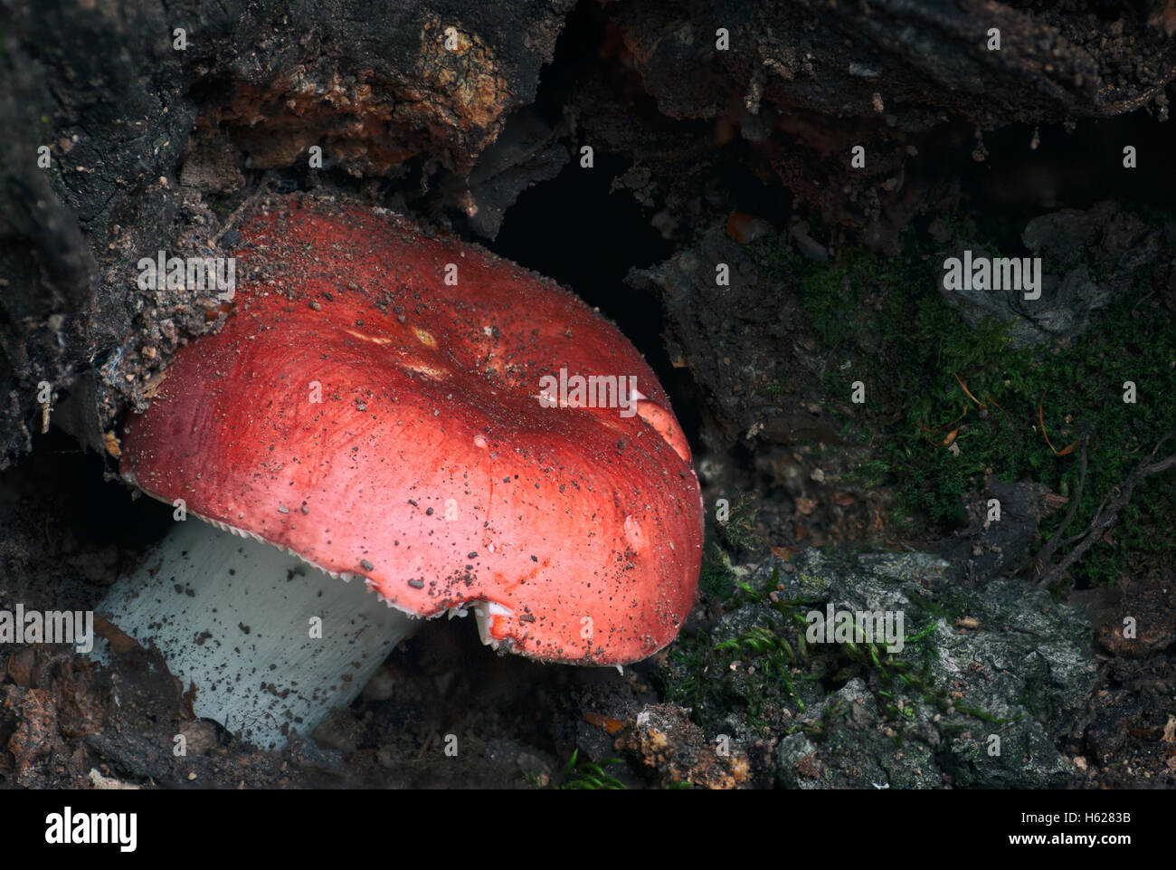 Des champignons vénéneux en forêt Banque D'Images