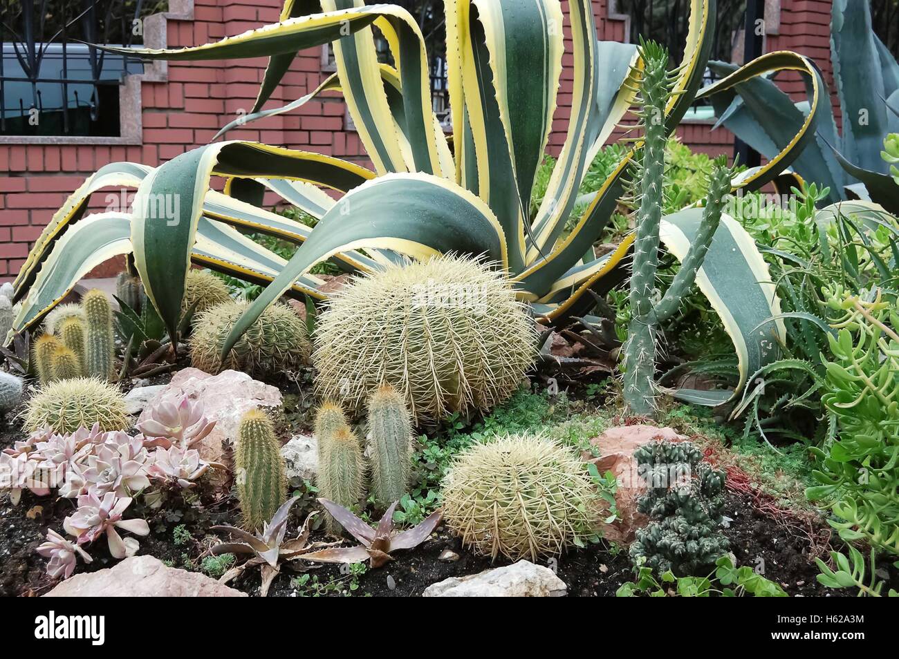 Divers types de cactus et plantes succulentes dans le parterre. Banque D'Images