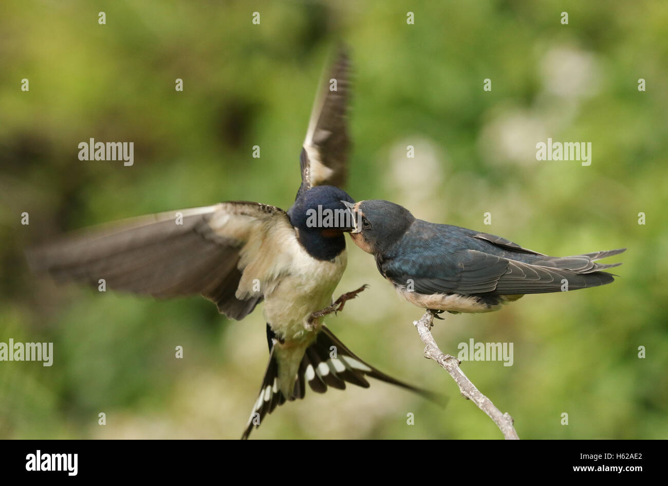 Un Bebe Hirondelle Rustique Hirundo Rustica Alimente Par Un Parent En Vol Photo Stock Alamy