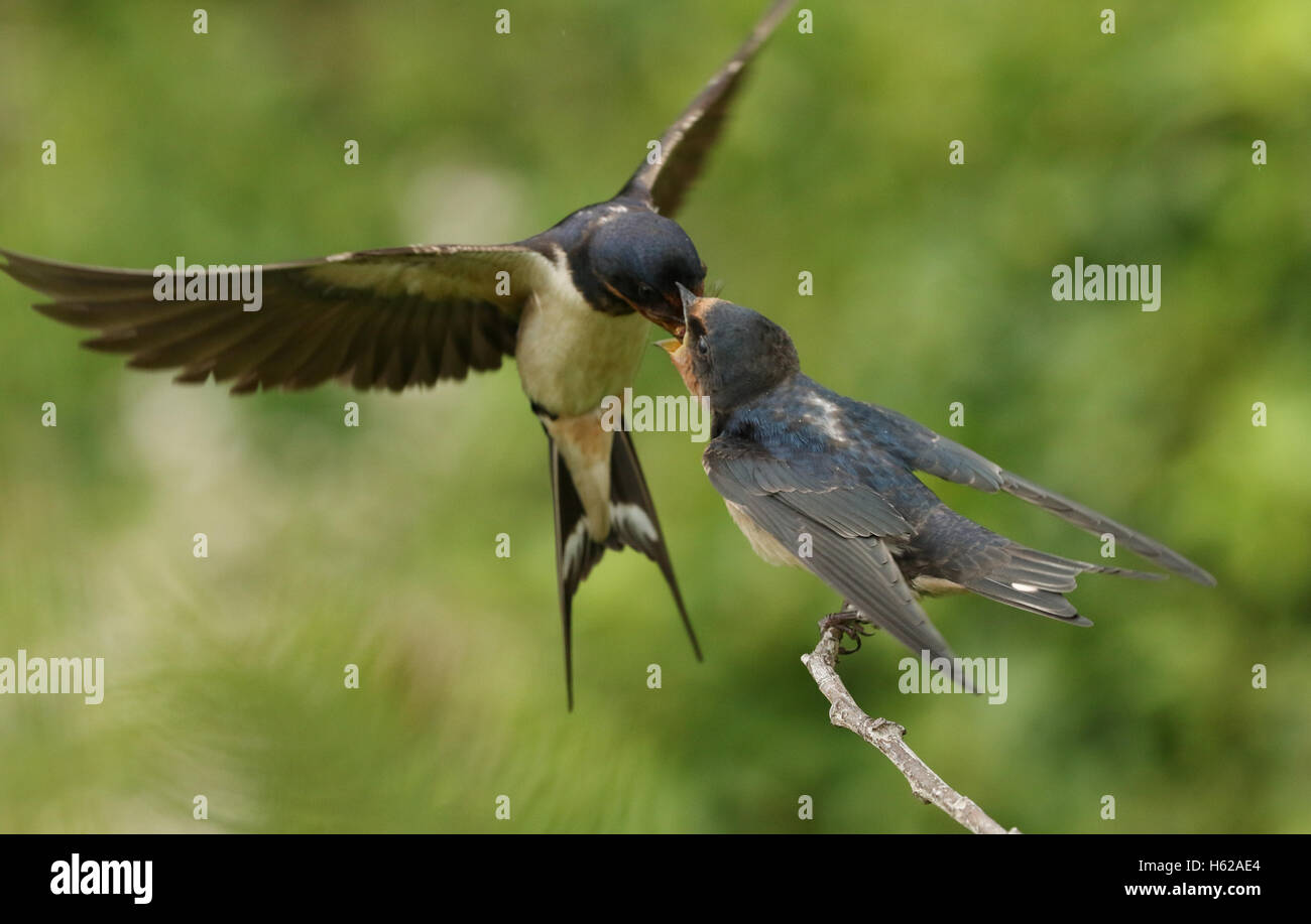 Un Bebe Hirondelle Rustique Hirundo Rustica Alimente Par Un Parent En Vol Photo Stock Alamy