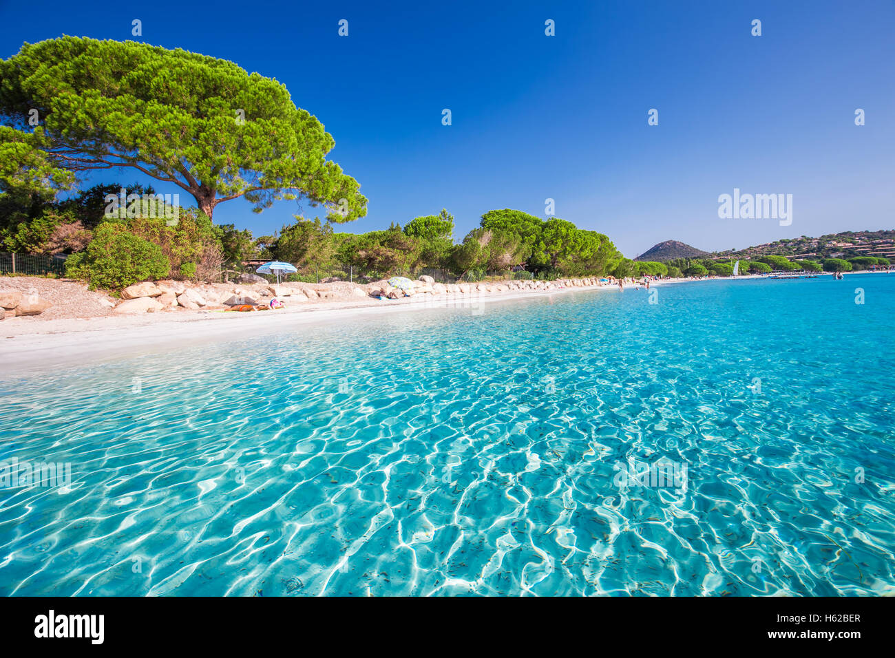Plage de Santa Giulia et de pins et d'azur de l'eau claire, Corse, France, Europe. Banque D'Images
