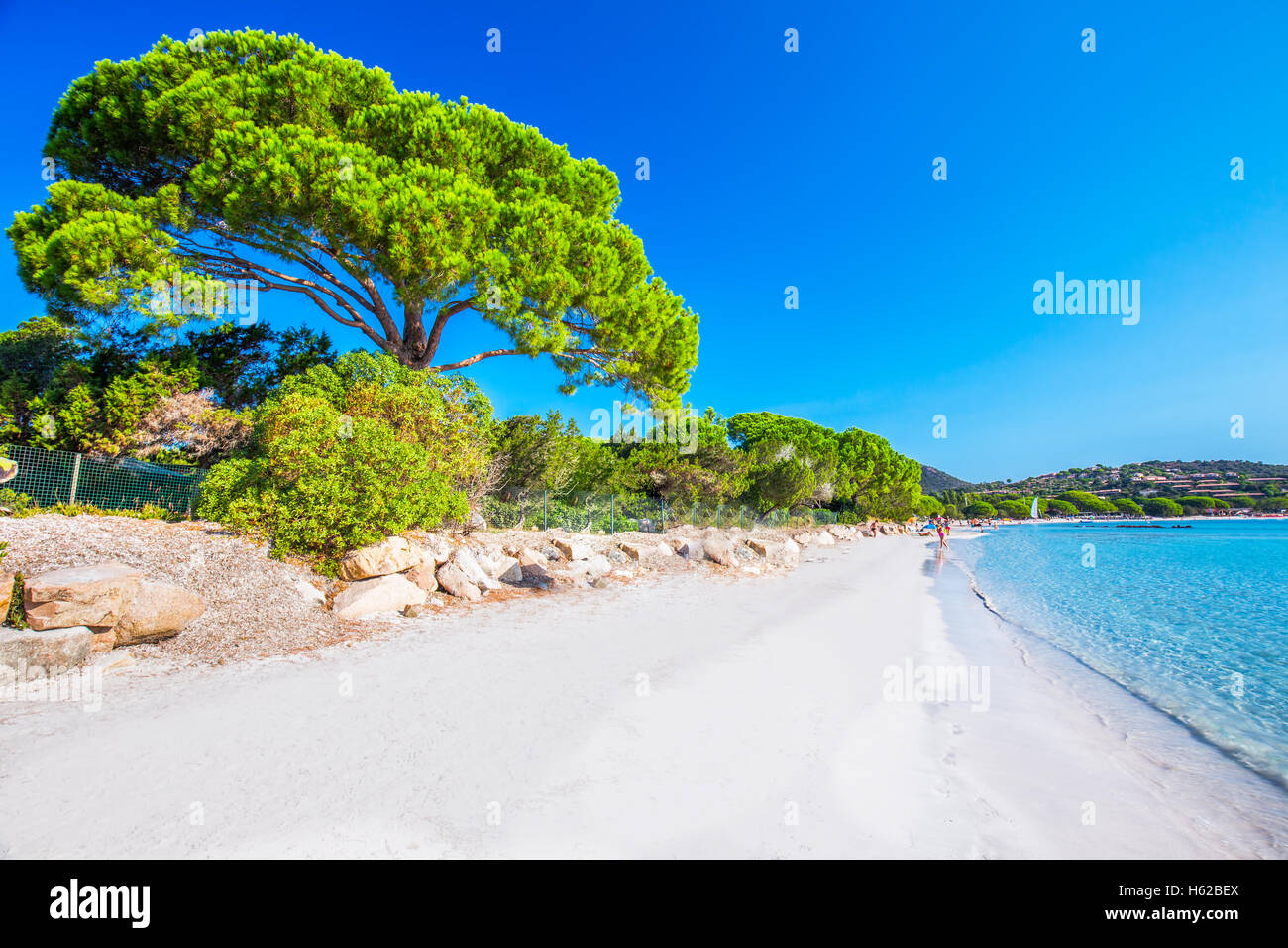 La plage de sable de Santa Giuliana de pins et d'azur de l'eau claire, Corse, France, Europe. Banque D'Images