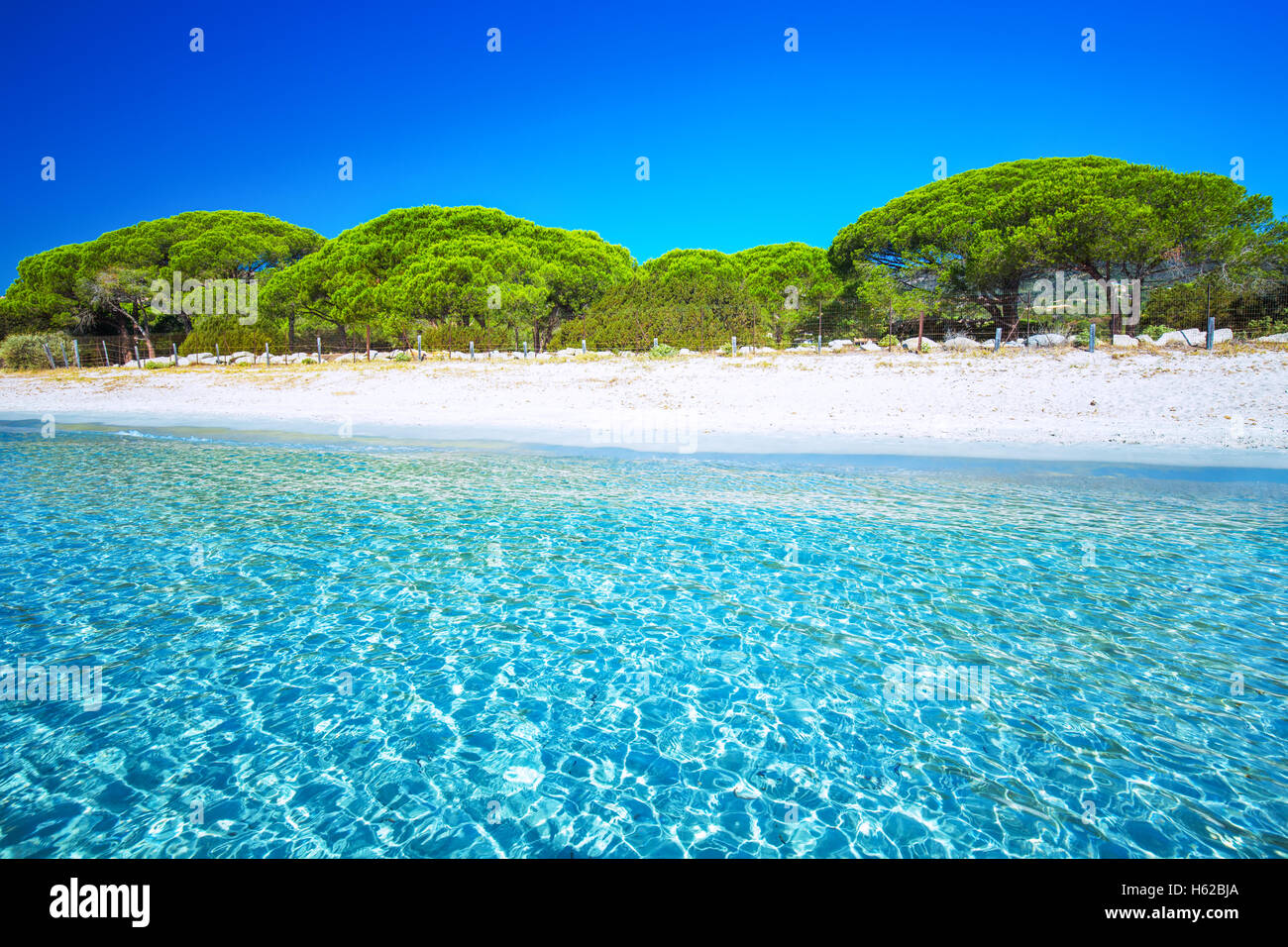Plage de la plage de Palombaggia et de pins et d'azur de l'eau claire, Corse, France, Europe. Banque D'Images