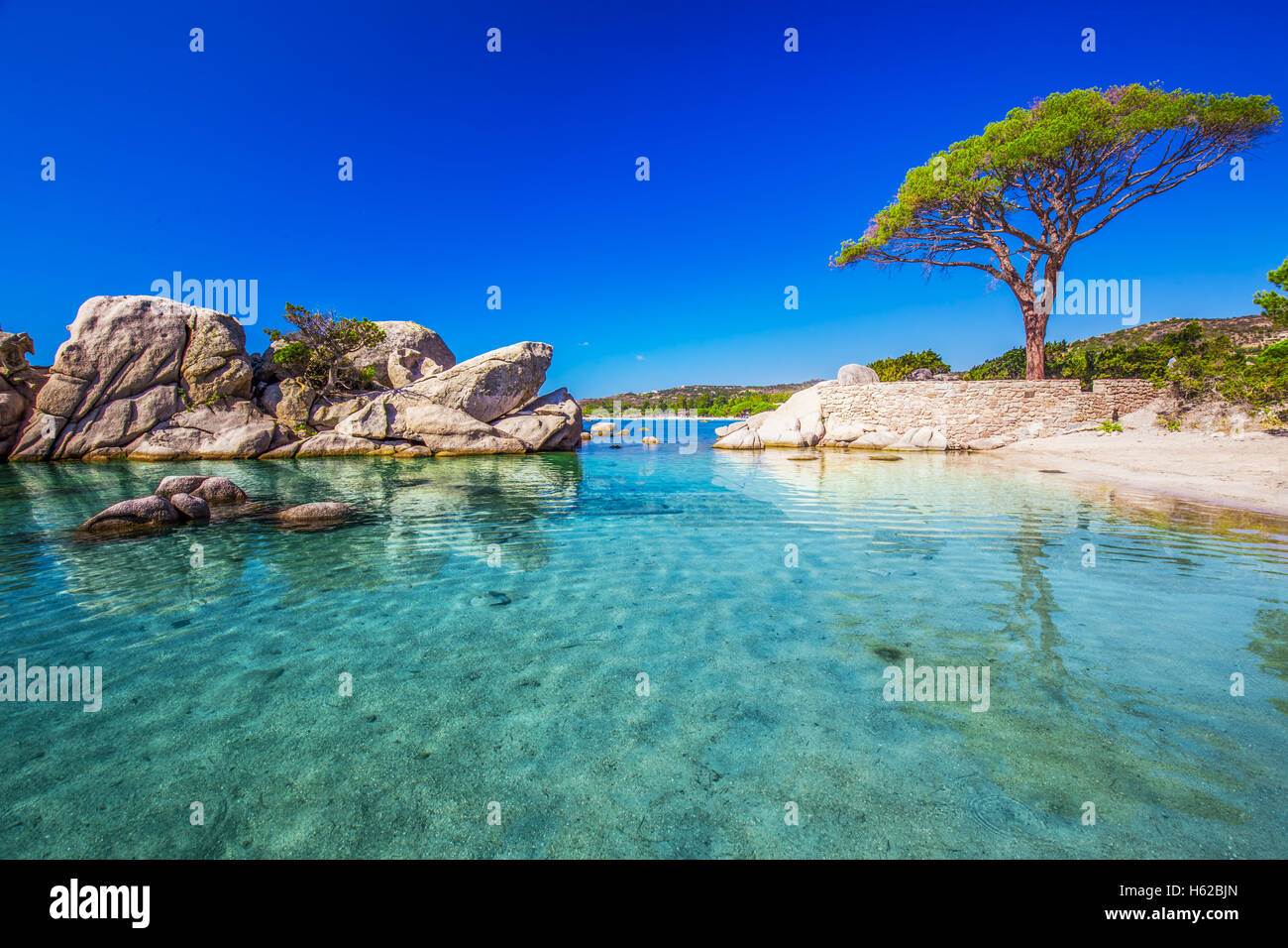Pine Tree célèbre sur la plage de Palombaggia avec azure de l'eau claire et de sable sur la partie sud de la Corse, France Banque D'Images