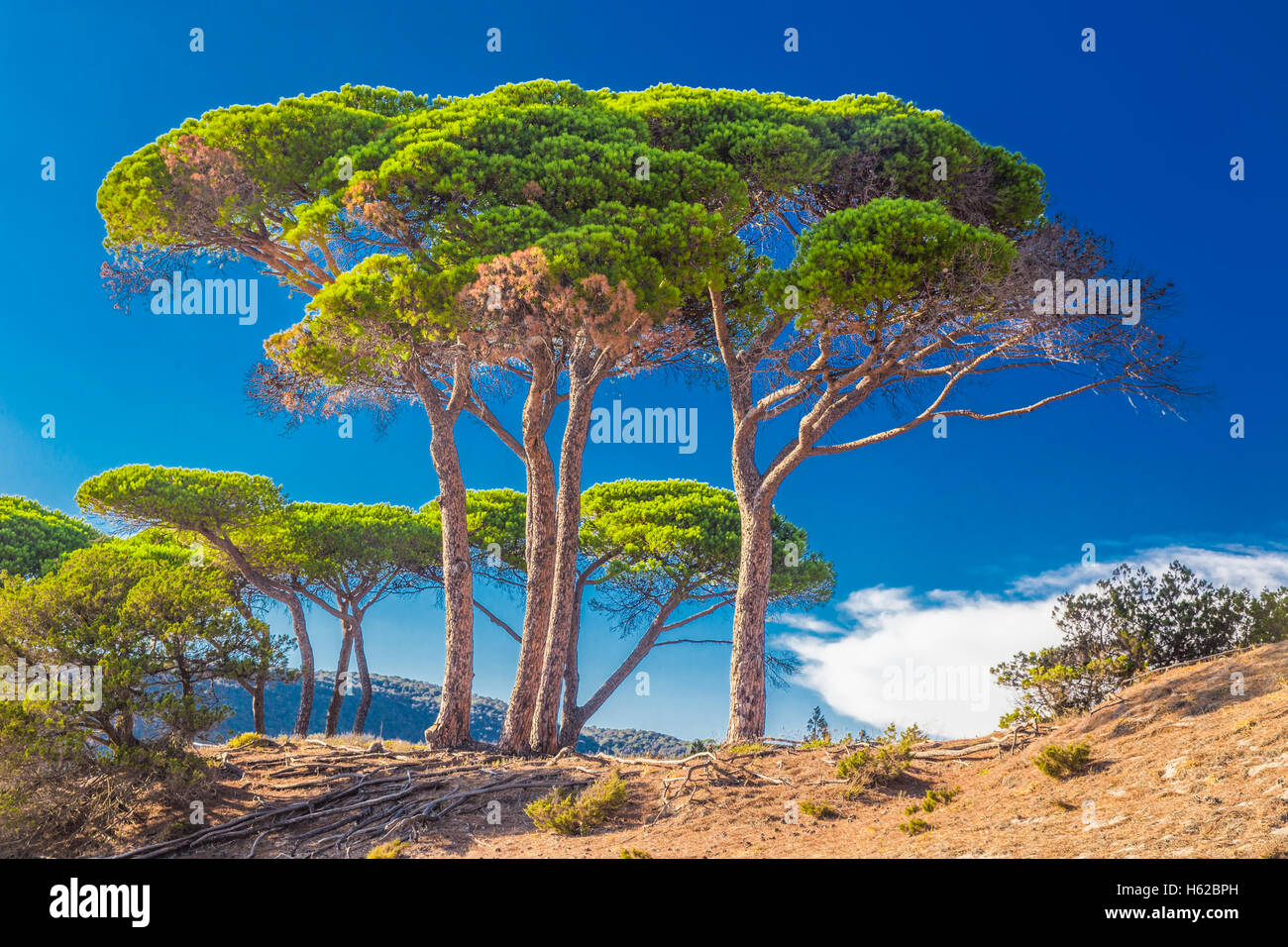 Pins sur la plage en Corse, France, Europe. Banque D'Images