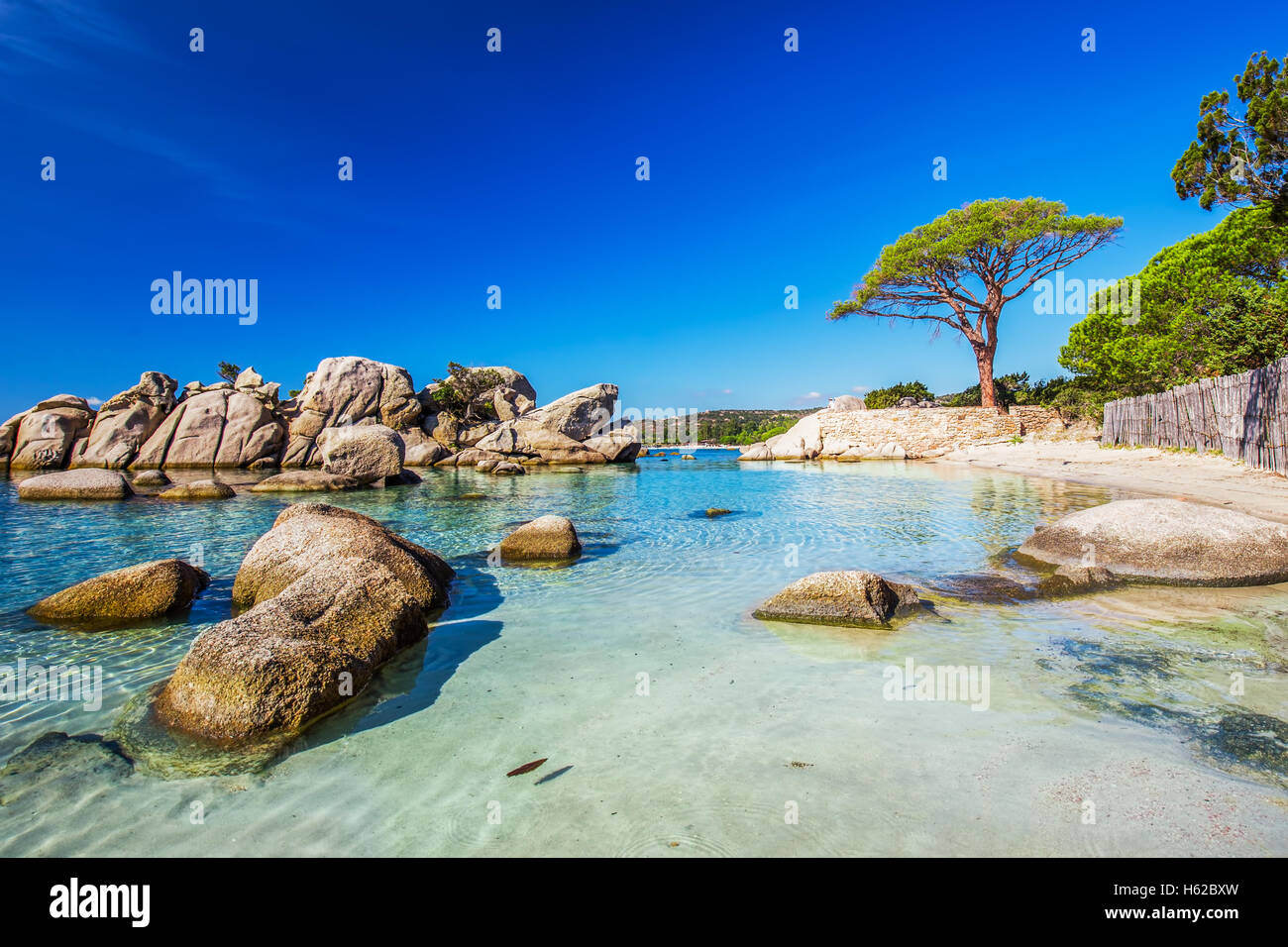 Pine Tree célèbre sur la plage de Palombaggia avec azure de l'eau claire et de sable sur la partie sud de la Corse, France Banque D'Images