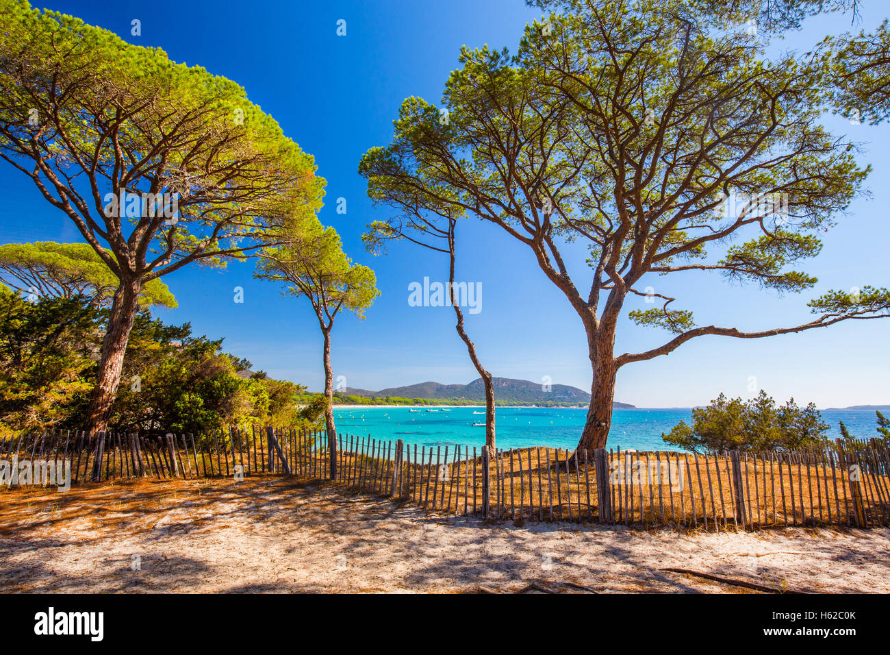 Pine Tree sur Palombaggia plage de sable sur la partie sud de la Corse, France, Europe. Banque D'Images