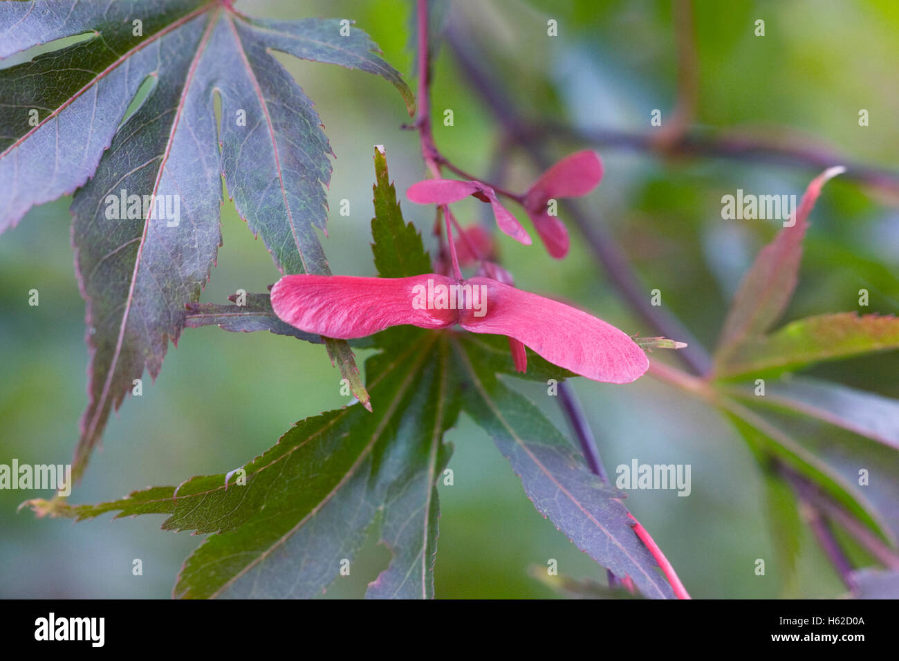 Acer palmatum 'Edna Bergman'. La graine et les feuilles. Banque D'Images