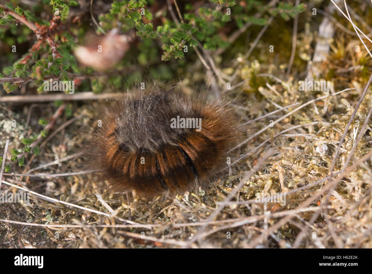 Fox Moth Macrothylacia rubi (caterpillar) landes à Surrey en Angleterre Banque D'Images