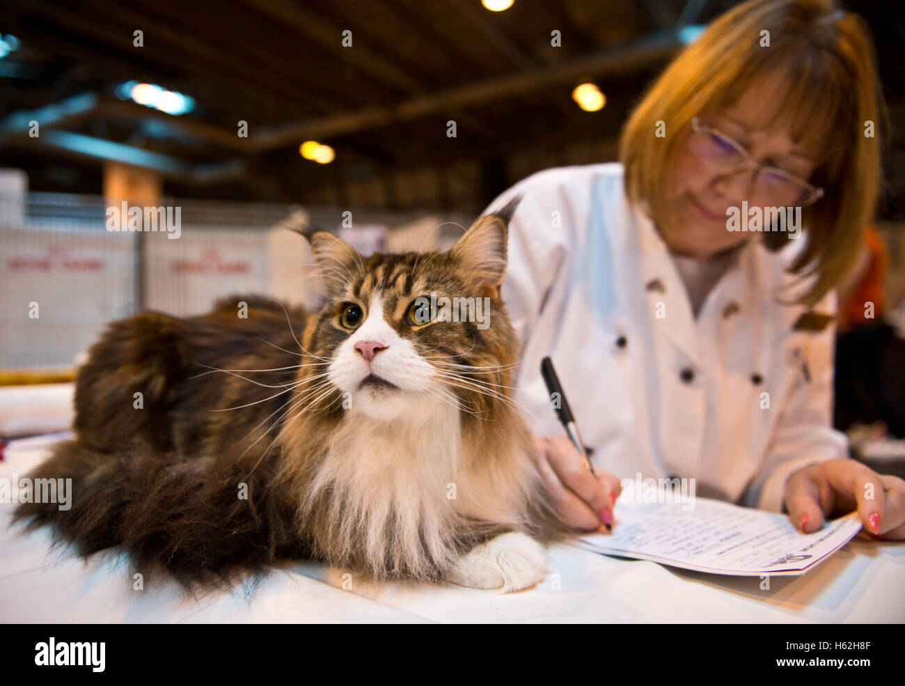 Birmingham Uk 22 Octobre 16 Nec Birmingham Cour Supreme Exposition Feline Les Juges Inspectent Les Chats A La Cour Supreme De L Exposition Feline De Birmingham Nec Credit Charlie Bryan Alamy Live News