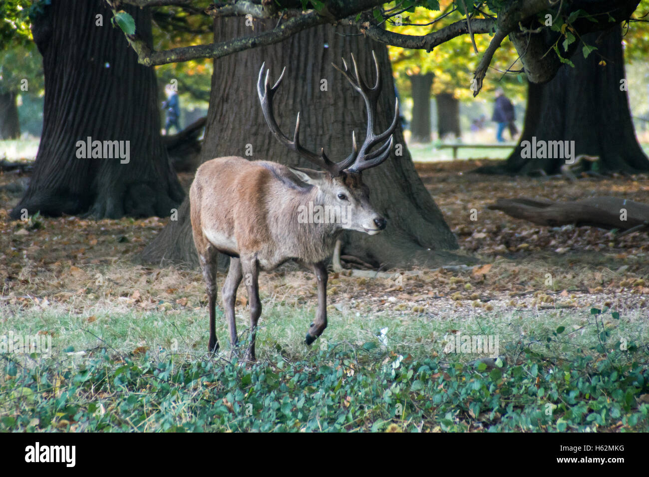 Richmond, Royaume-Uni. 23 Oct, 2016. Cerfs au Richmond Park, qui est une réserve naturelle nationale et Deer Park avec 630 des cerfs en liberté depuis 1529. Credit : Alberto Pezzali/Alamy Live News Banque D'Images