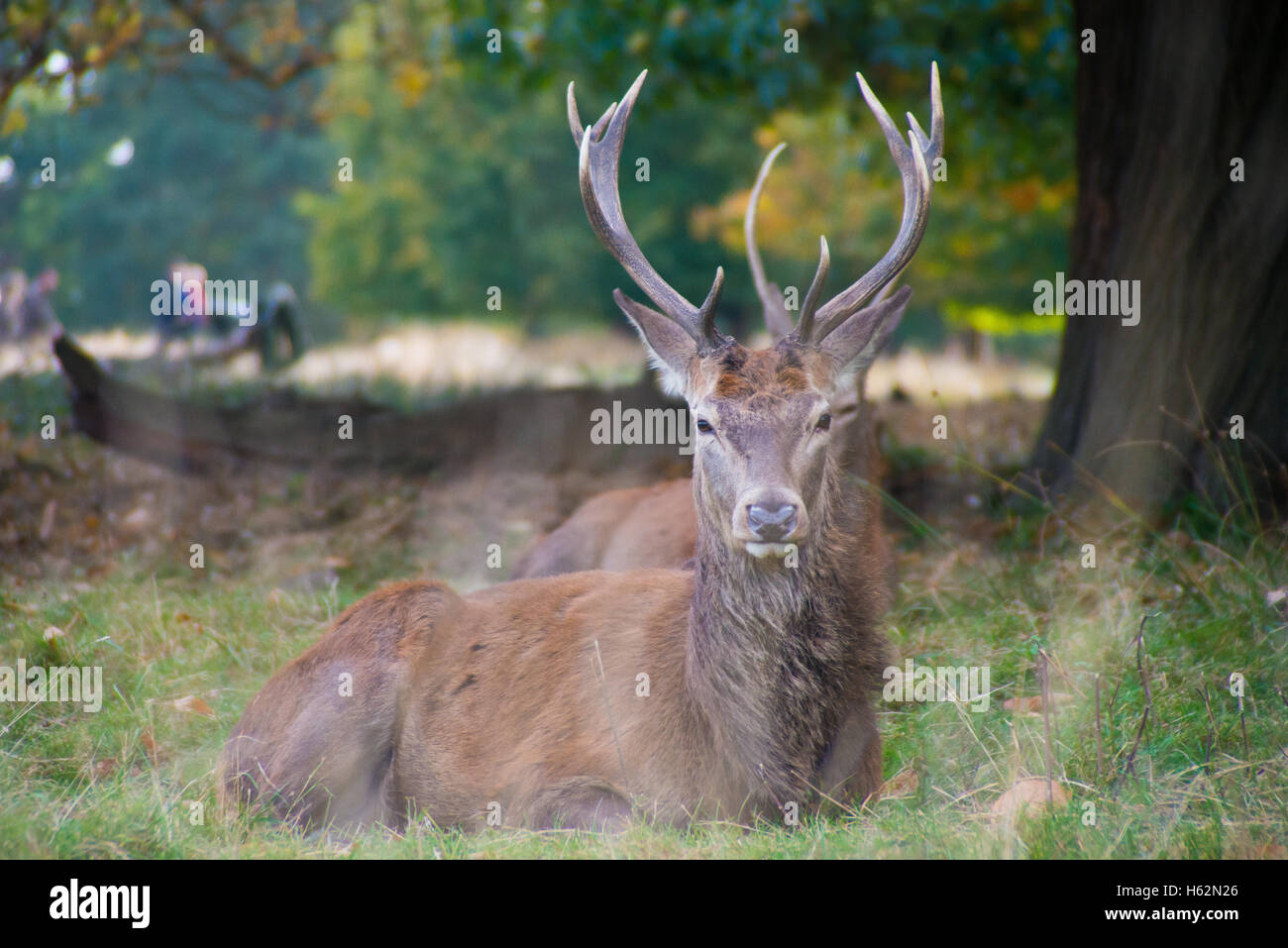 Richmond UK, 23 octobre 2016. Cerfs au Richmond Park, qui est une réserve naturelle nationale et Deer Park avec 630 des cerfs en liberté depuis 1529. Credit : Alberto Pezzali/Alamy live news Banque D'Images