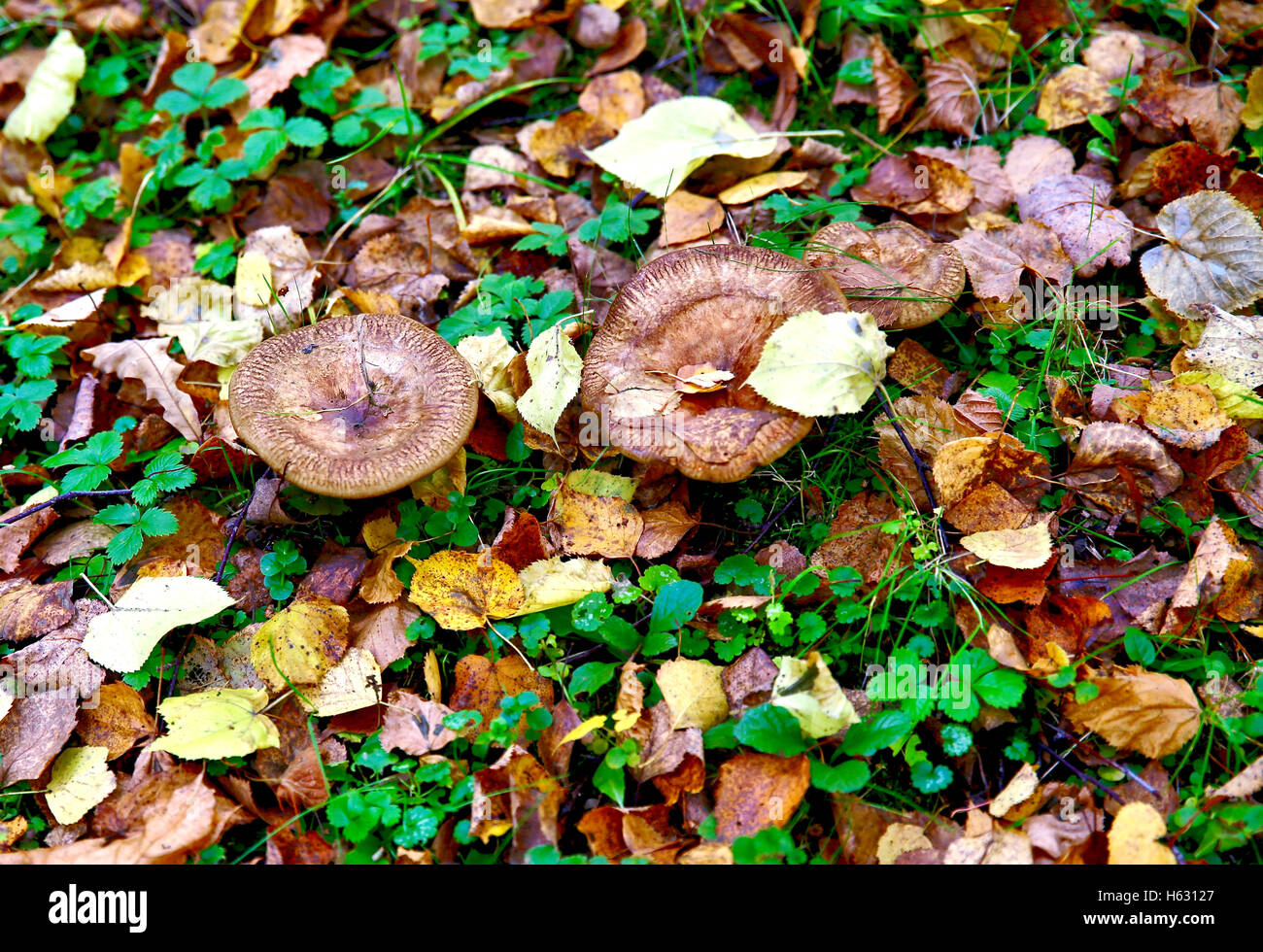 Paysage d'automne dans le parc Banque D'Images