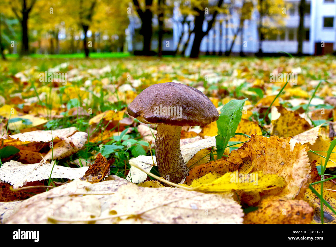 Paysage d'automne dans le parc Banque D'Images