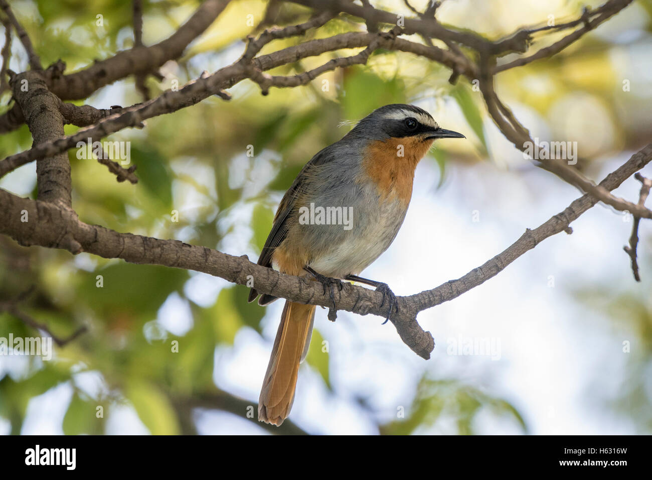 Cape Robin Chat (Cossypha caffra) en Afrique du Sud Banque D'Images