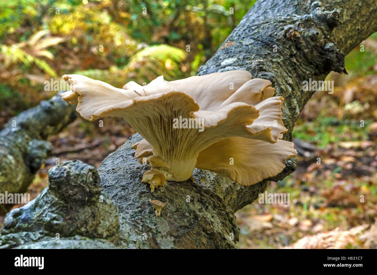 Pleurotus ostreatus, la pleurote sur arbre tombé Banque D'Images