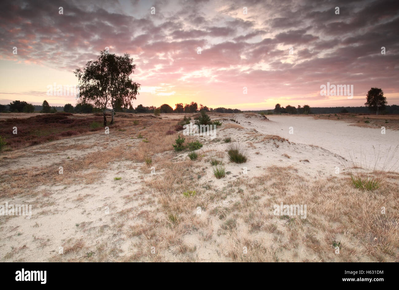 Lever du soleil sur les dunes de sable de l'été, Luneburger Heide, Allemagne Banque D'Images