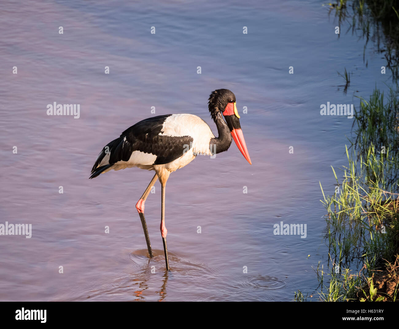 Saddle-billed Stork sauvages (Ephippiorhynchus senegalensis) en Afrique Banque D'Images