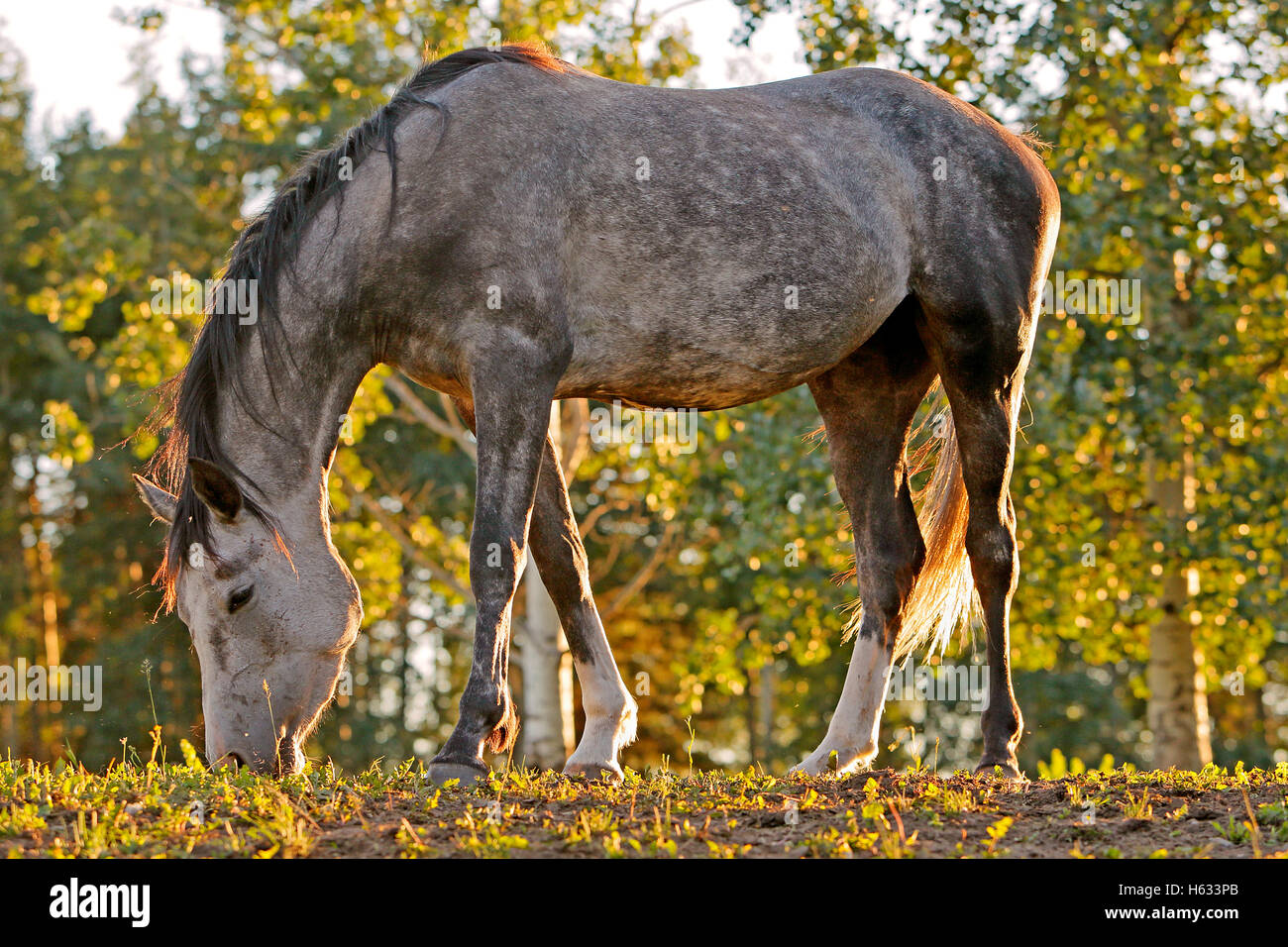 Les jeunes pommelé gris Arabian Mare Banque D'Images