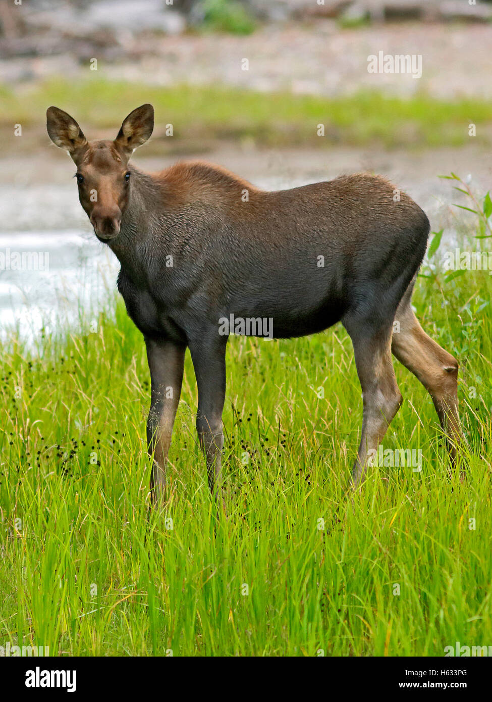 L'Orignal, bébé quelques mois debout dans l'herbe par rivière. Banque D'Images