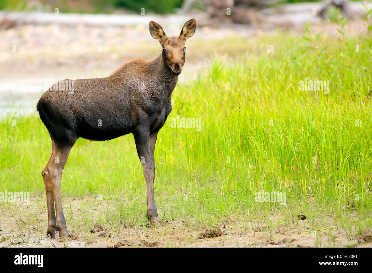 Bébé curieux Moose, peu de mois, debout dans l'herbe près de la rivière. Banque D'Images
