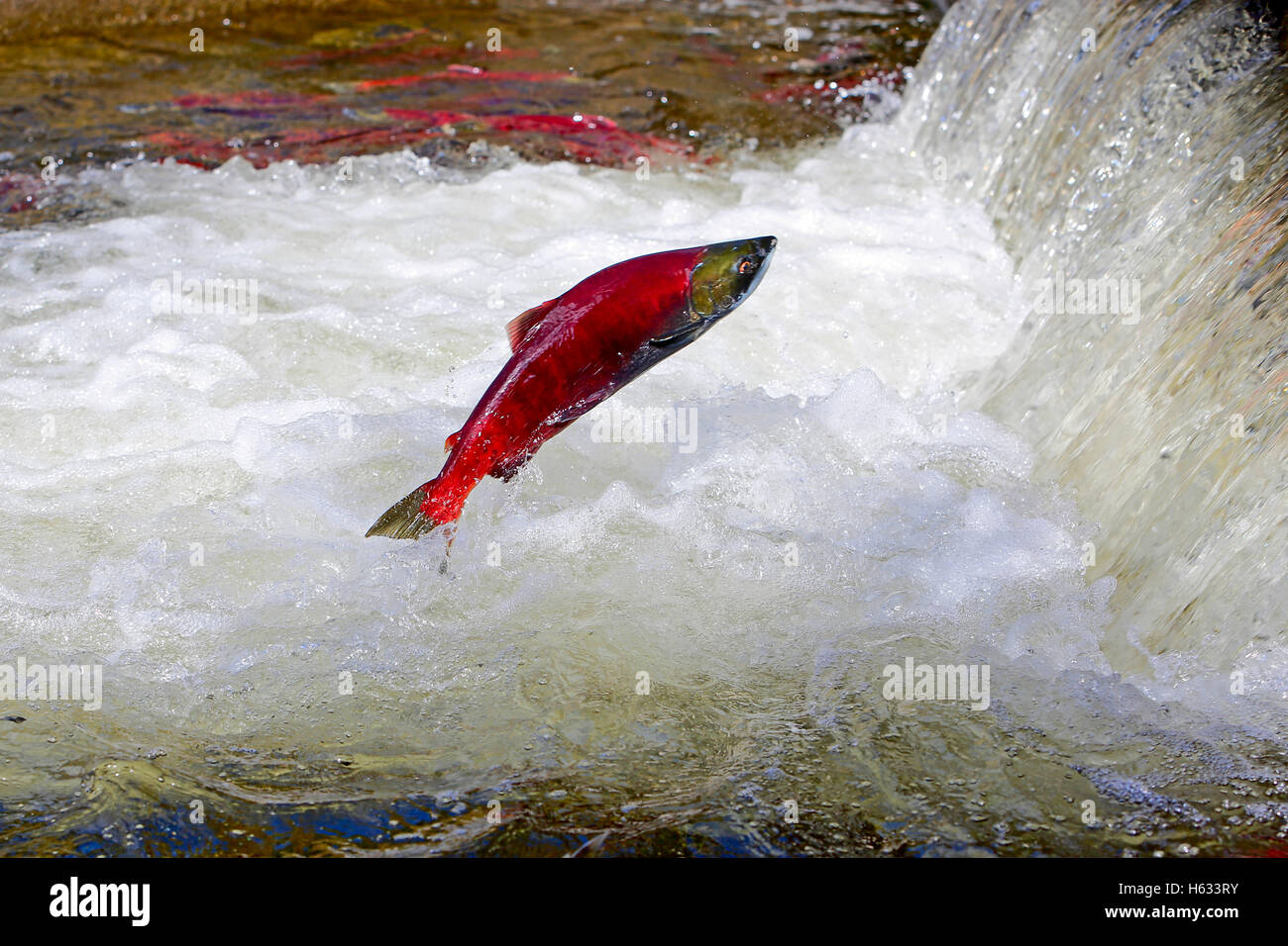 Saumon sockeye ( Oncorhynchus nerka ) sautant au-dessus de la cascade pendant la migration vers les frayères. Banque D'Images