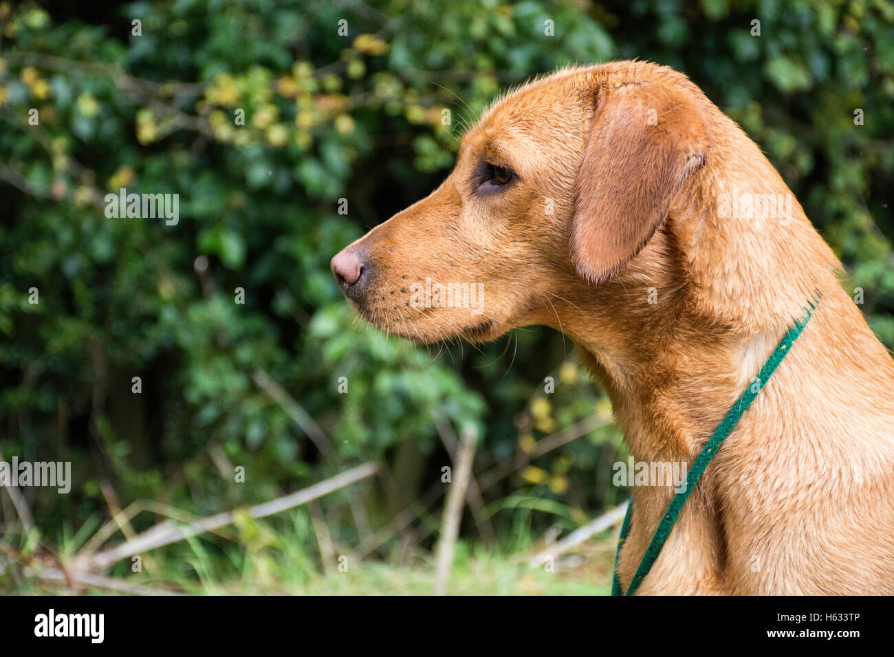 Red Fox labrador détrempé Banque D'Images