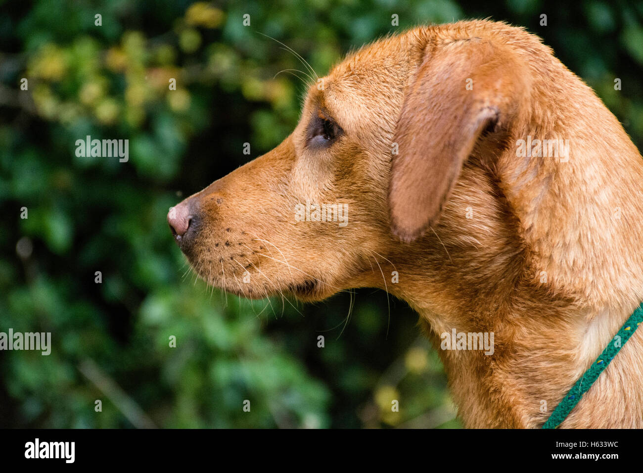 Red Fox labrador détrempé Banque D'Images