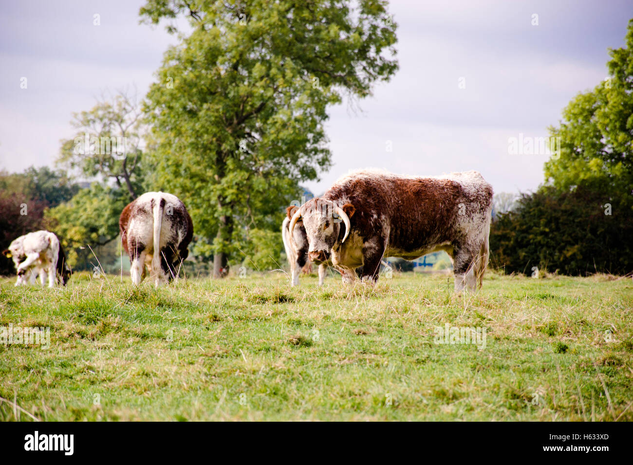 Un pâturage vache longhorn Anglais Banque D'Images