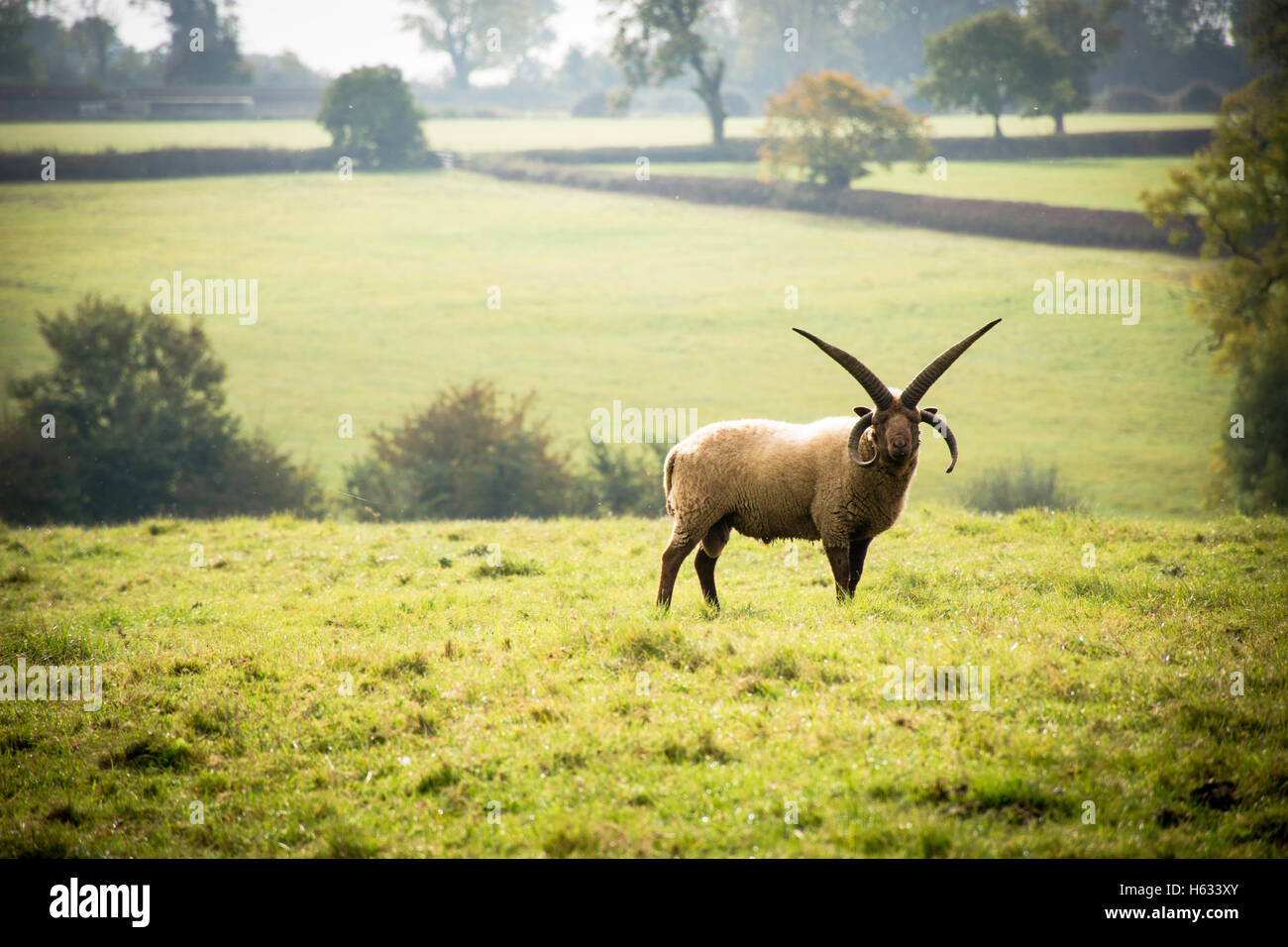 Un mouton avec longues cornes Banque D'Images