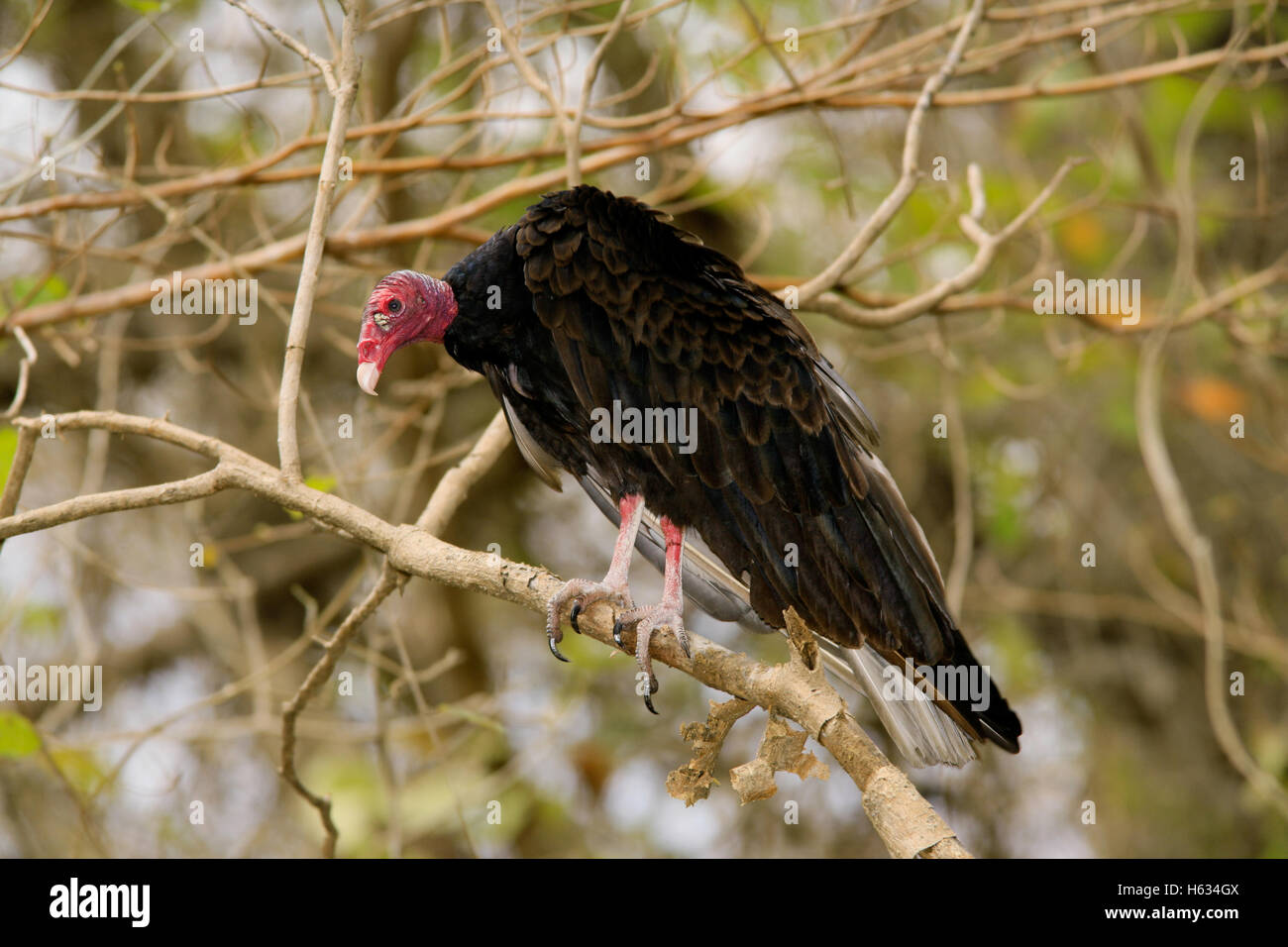 Urubu à tête rouge (Cathartes aura) dans la forêt tropicale sèche, Parc National Palo Verde, Costa Rica. Banque D'Images