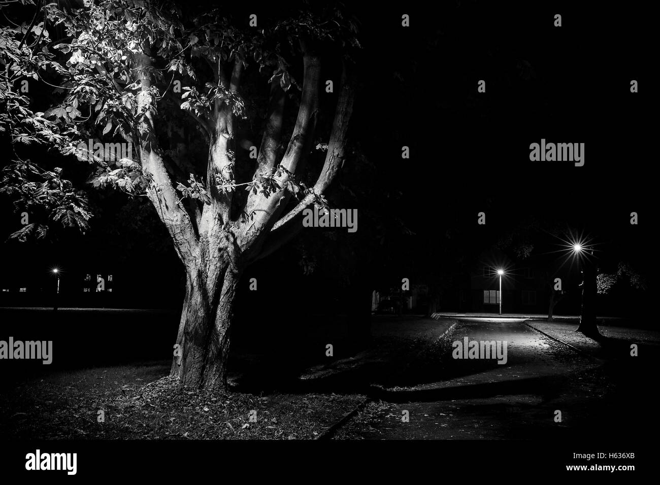 Scène de rue la nuit rurales, noir et blanc d'arbres éclairé par un lampadaire. Les rues vides à l'automne Banque D'Images