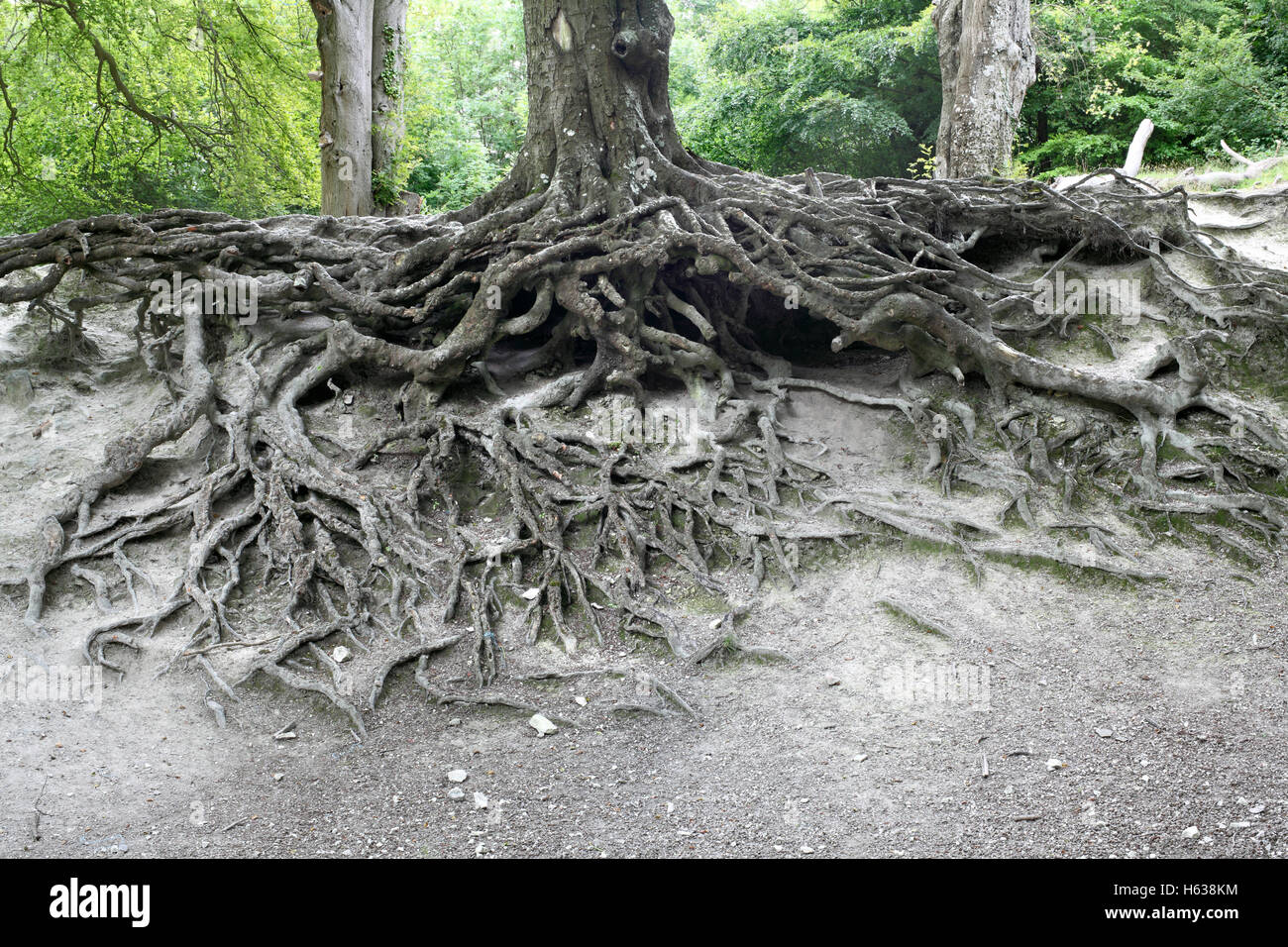 Exposés des racines d'arbres sur une colline dans le parc national des South Downs près de Worthing, West Sussex. Banque D'Images