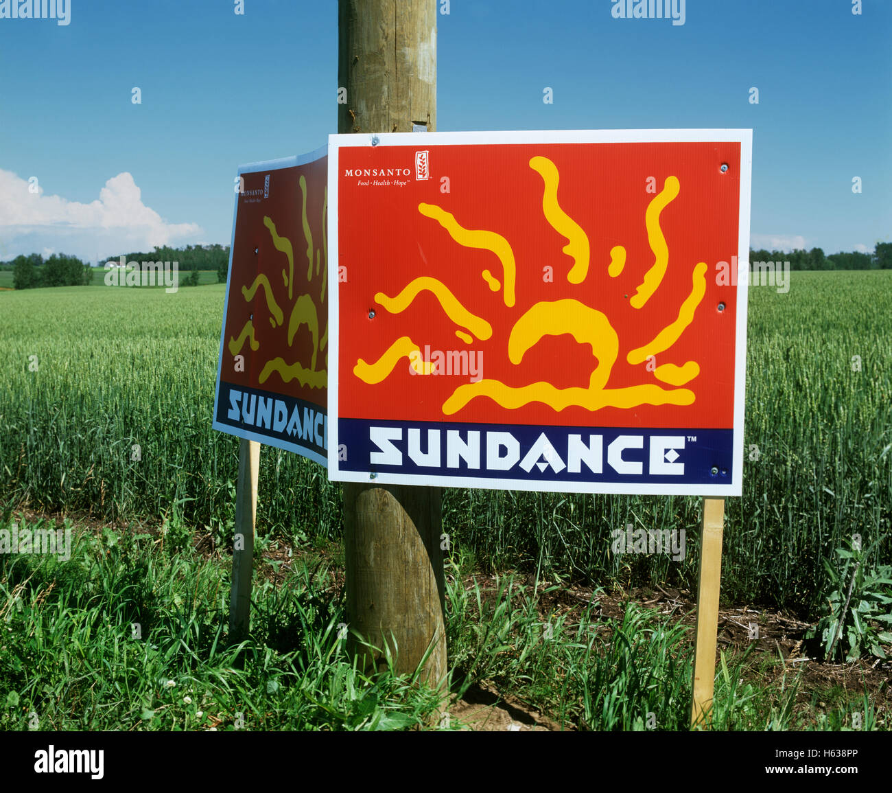 L'herbicide Monsanto publicité signe 'Sundance', à côté d'un champ de blé, de l'Alberta, Canada. Banque D'Images