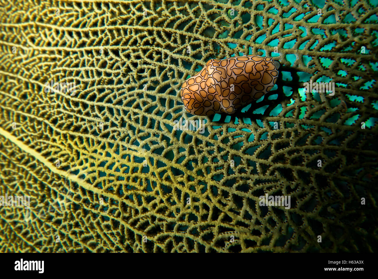 Flamingo tongue en Martinique Banque D'Images